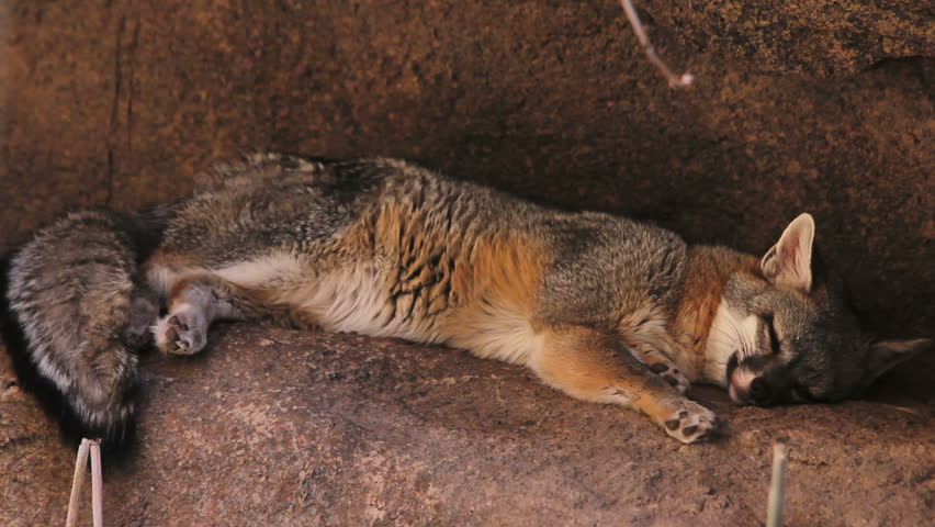 Fox sleeps on rock, opens eyes. 1080p