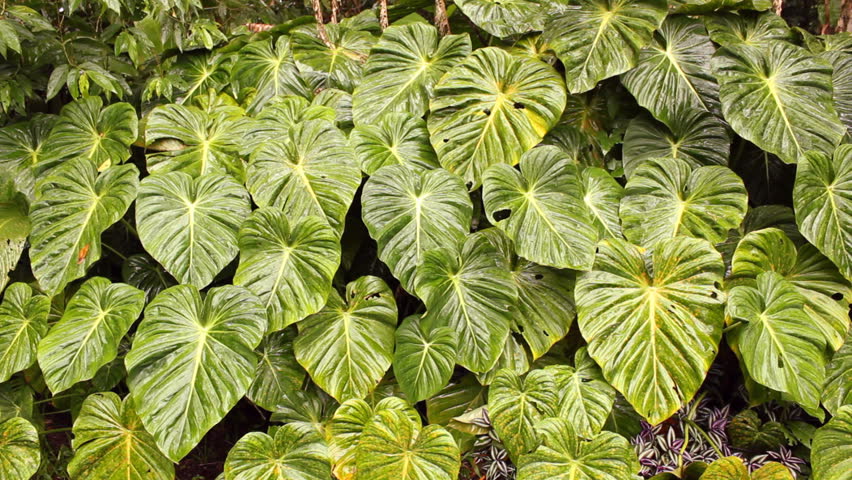 Leaves of a giant arum in the rain forest understory, Ecuador