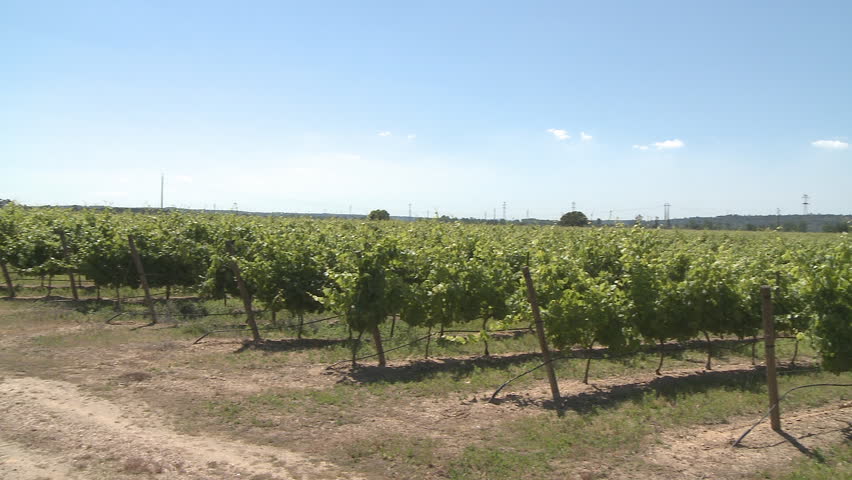Rows of green vines in a vineyard 