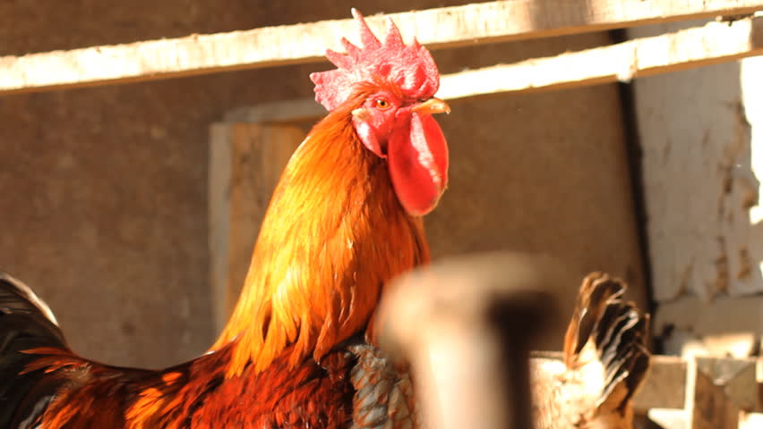  rooster in  henhouse