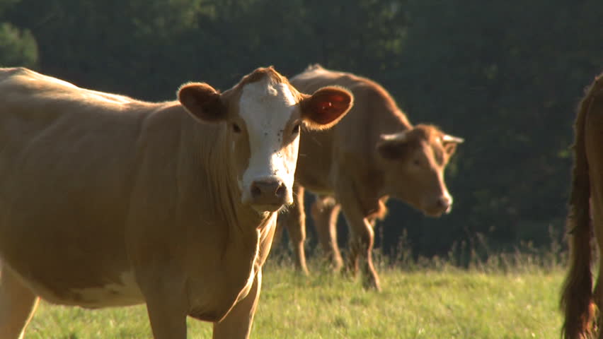 Cows & Bulls HD. Cows and bulls in a field in the English countryside. Slow pull back. Shot on XDCAM HD.