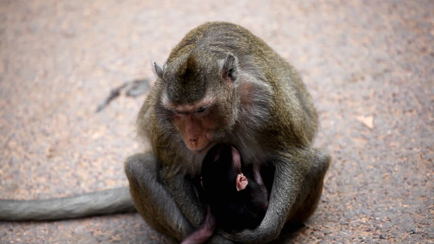 Cambodian macaque monkey female mother taking care of her baby monkey 