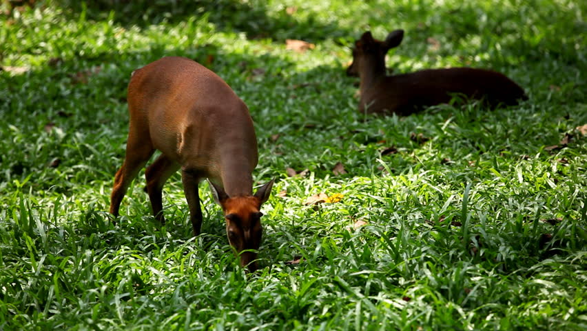 Deer (Cervidae), Bambi, Ruminant Mammals, Eating, Relaxing in the Forest, Wild