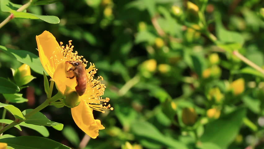 Honey bee pollinating yellow flower in springtime - HD - 1920x1080
