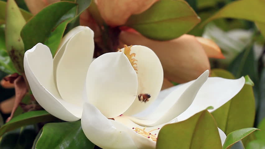 Bees buzzing and getting nectar from a magnolia flower - HD - 1920x1080