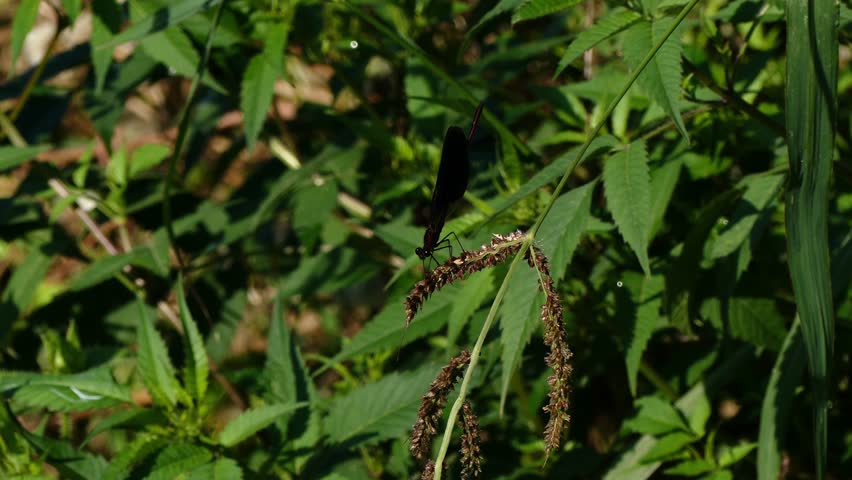 Header of Agrion