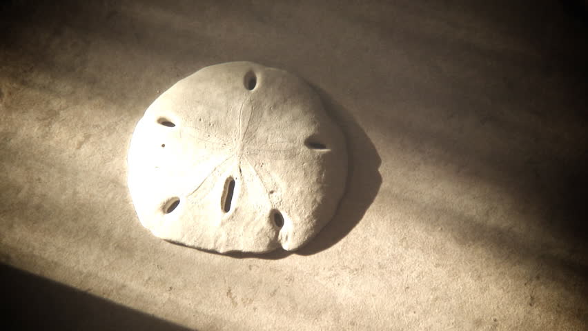 Time lapse of a sand dollar with the light changing around it.