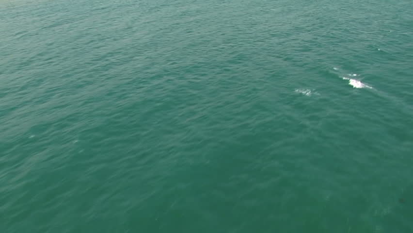 HD: Flying over ocean and coconut trees to field with birds