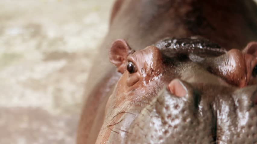 hippopotamus eating grass