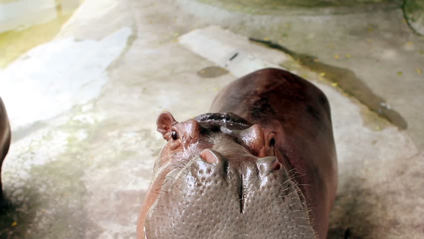 hippopotamus eating grass