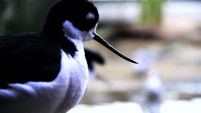 Two Black-necked Stilt Birds
