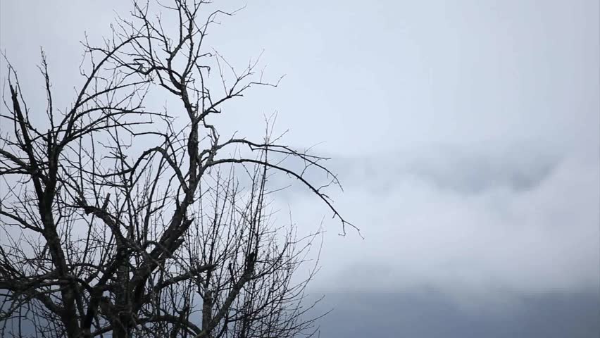 Winter clouds, trees and birds at Lugu Lake, Sicuan, west of China