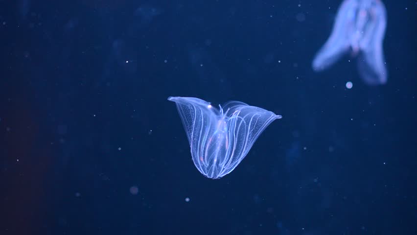 luminescent jellyfishes in the water