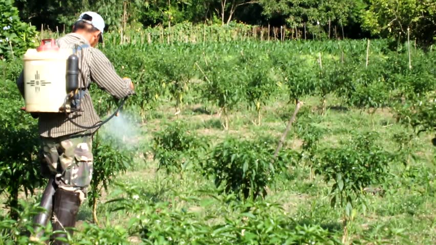 Farmer spray the chilli tonic . 