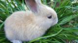 Cute rabbits are eating