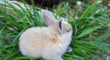 Cute rabbits are eating