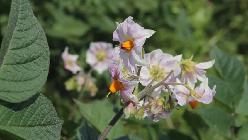 Flowers of organic grown Irish potatoes.