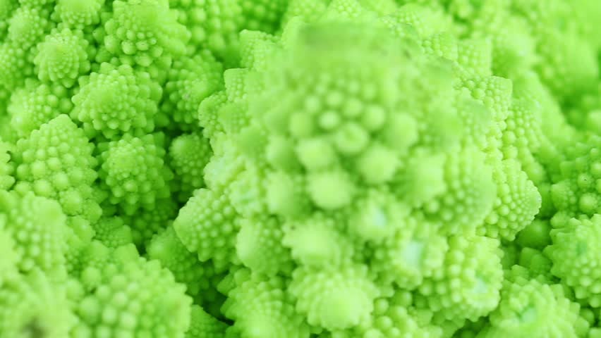 tracking along some romanesco cabbage