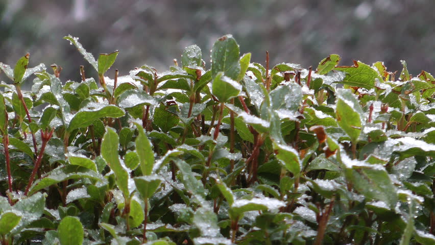 Winter snowfall on top of shrub closeup - HD - 1920x1080