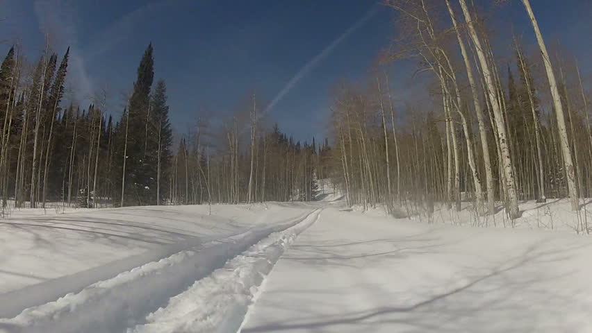 Snowmobile sled on fresh powder through high mountain pine and aspen forest during winter snow. Aspen trees and beautiful blue sky of central Utah Wasatch mountains. Part of Rocky Mountains.