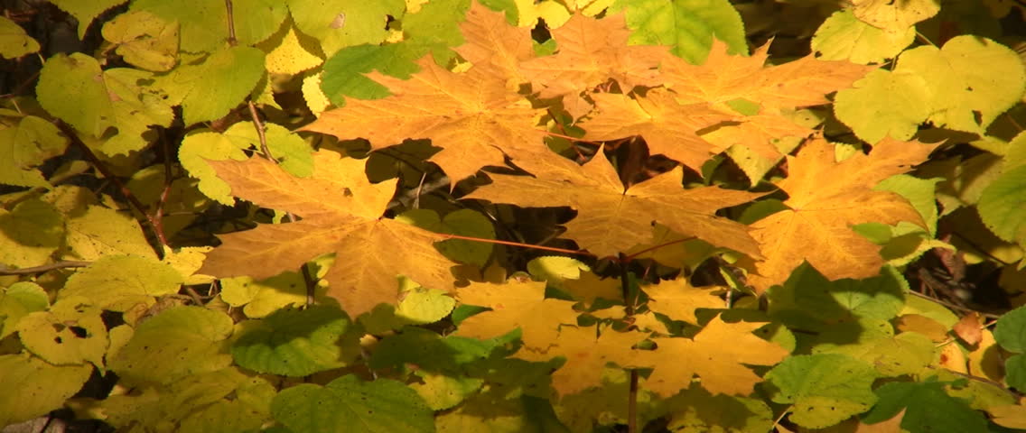 Autumn colors