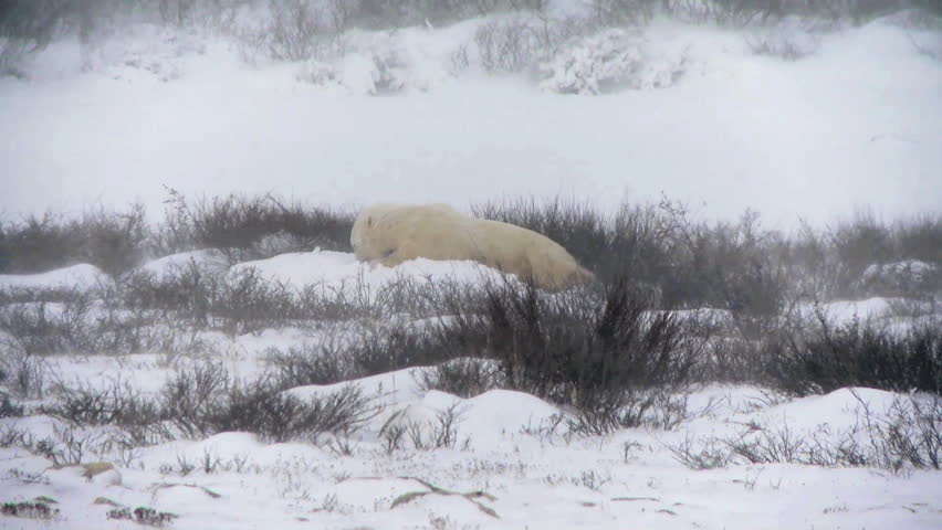 Wild polar bear enjoys pushing and rolling in the finally arrived snow