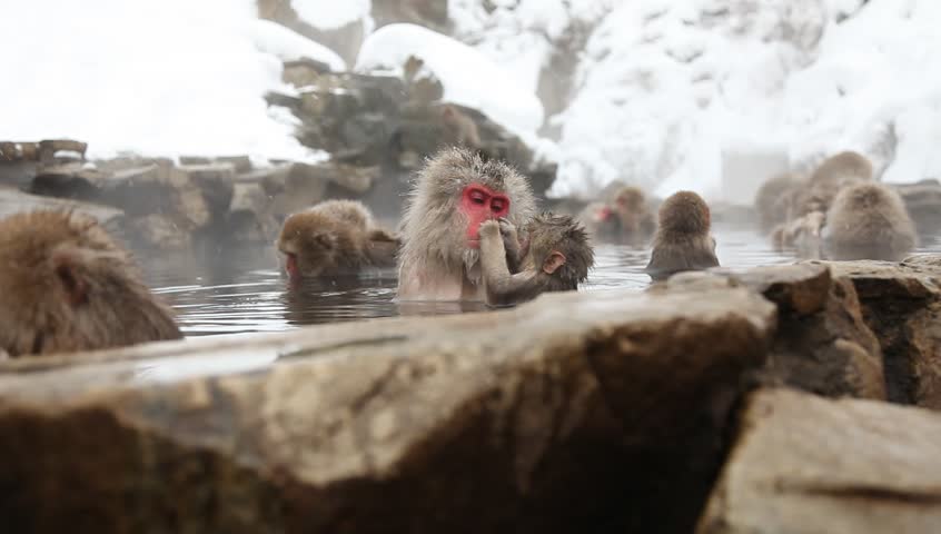 a baby snow monkey playing with and grooming his mother in a hot spring or onsen in nagano, japan.