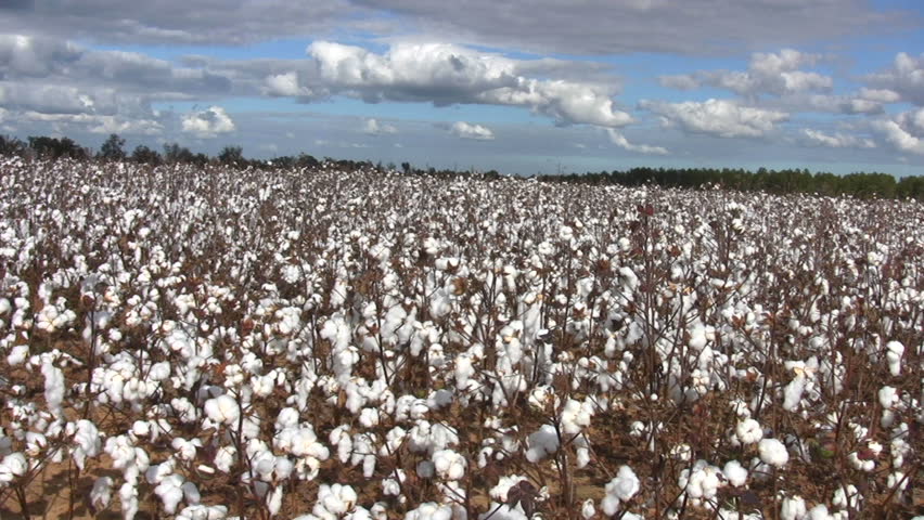 Pan across a vast cultivated field of growing cotton the is ready to be harvested.