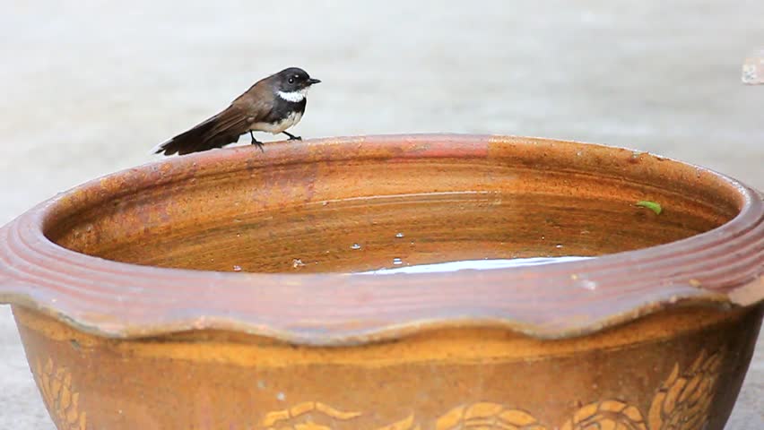 Oriental Magpie Robin bird take bath