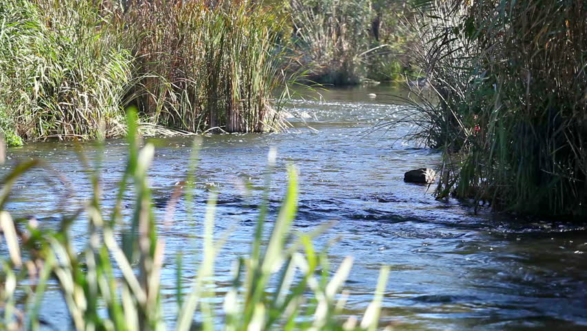 Slow watercourse with a bend and canes. A landscape
