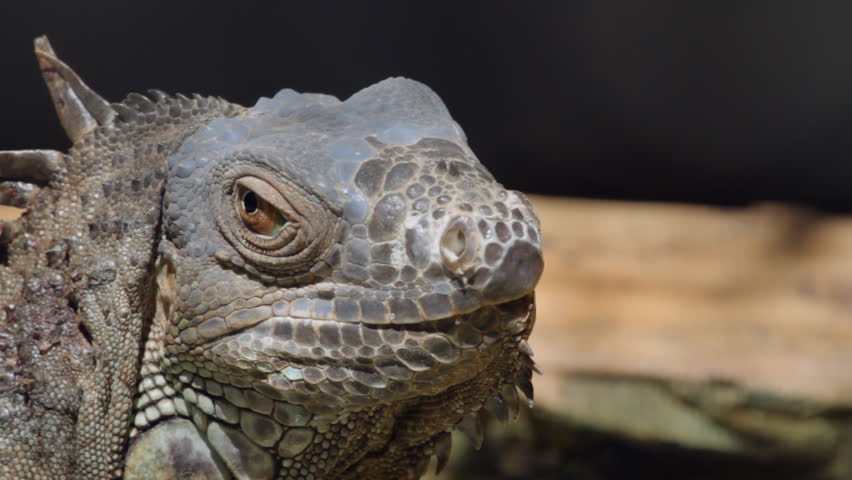 Iguana in the zoo
