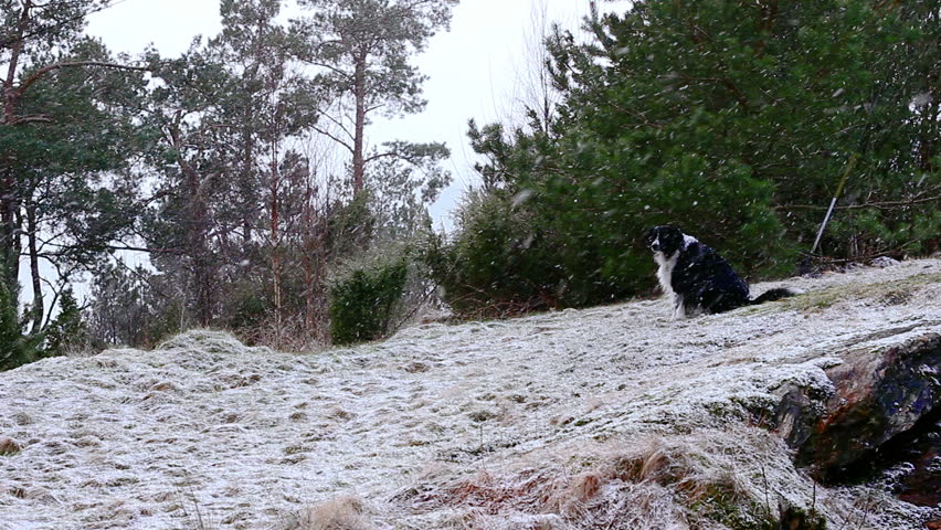 Abandoned dog in the winter