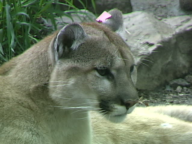 Cougar 