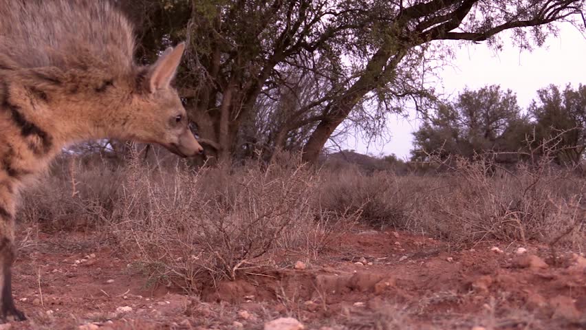 Header of Aardwolf