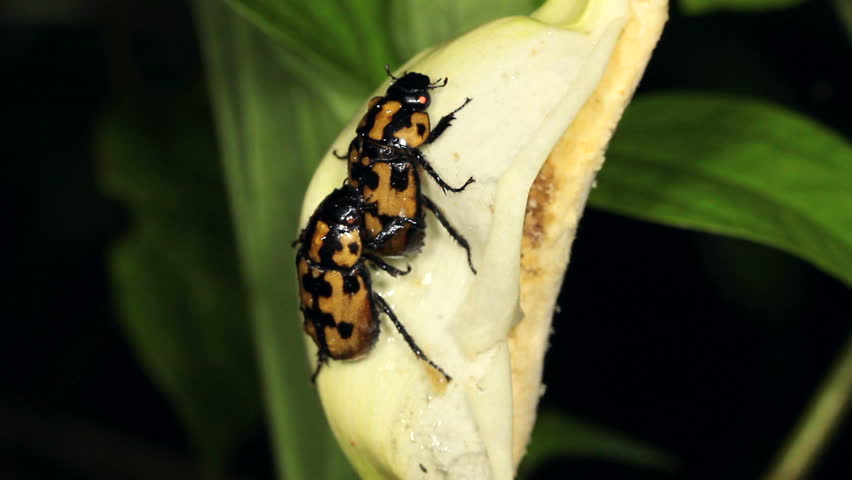 Beetles mating on a tropical Arum flower in Western Ecuador