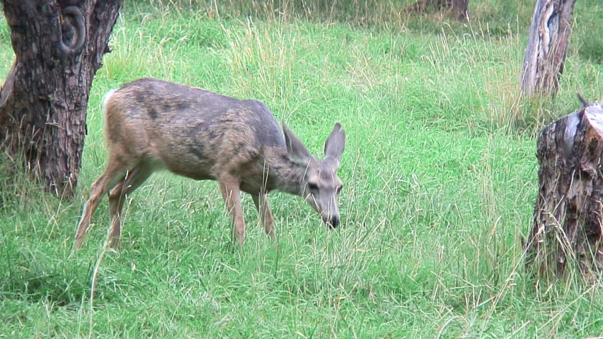 Mommy deer chews while fawn looks around 