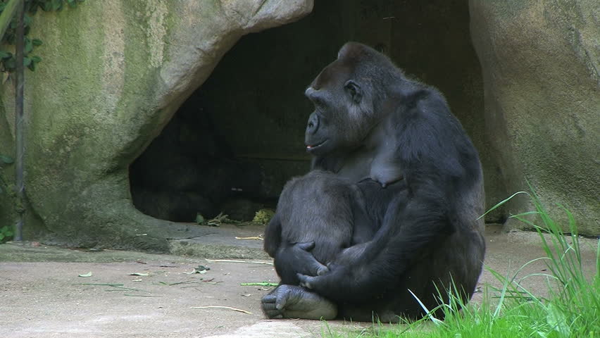 Gorilla Holding Baby 