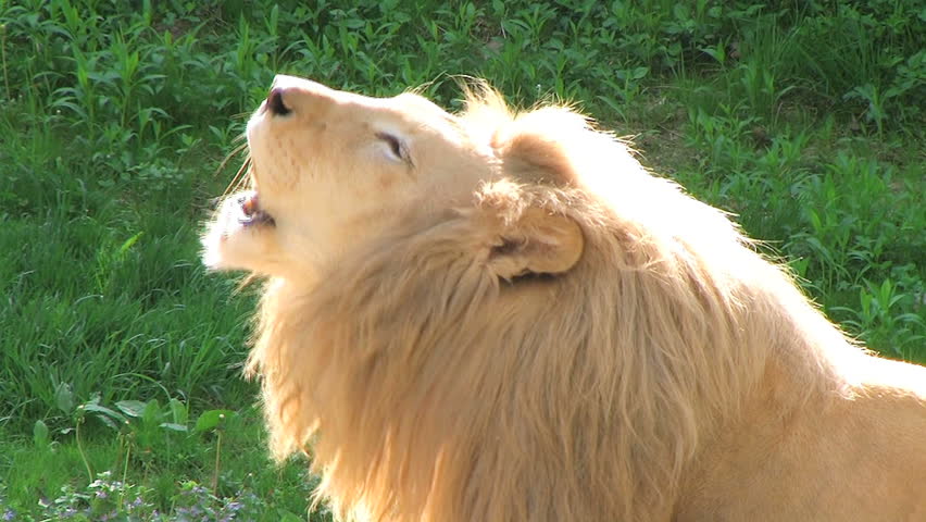 White Lion Roaring 