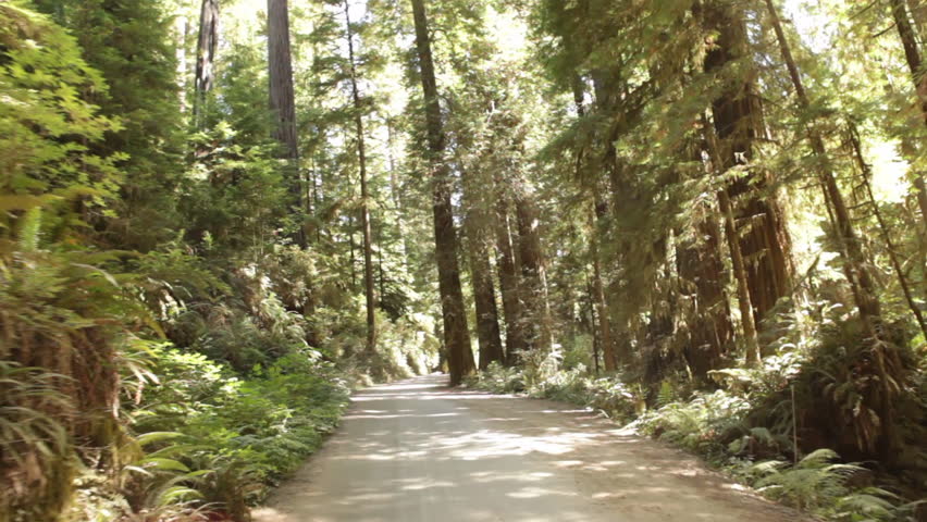 Dirt road through pine forest