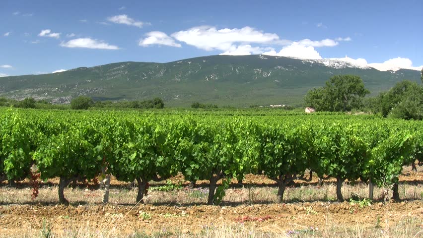 Vineyard with Mont Ventoux