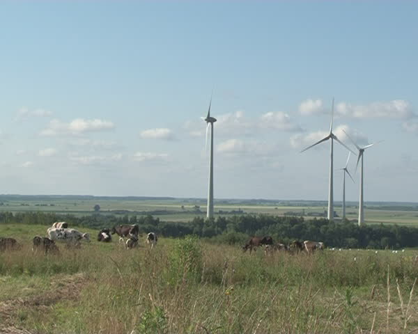 Animals cows herd grazing in meadow and windmills spin in distance. Alternative clean renewable energy.
