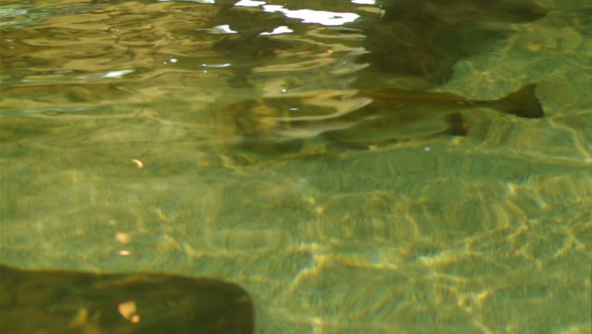 Stingray in aquarium