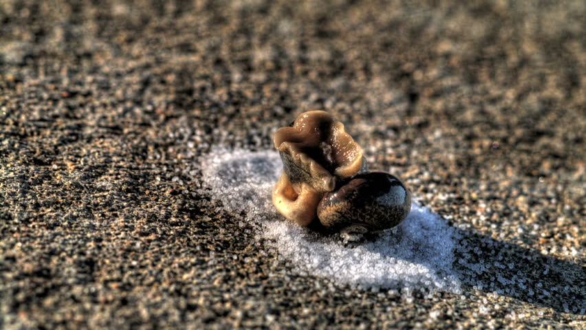 Salt poured on a snail