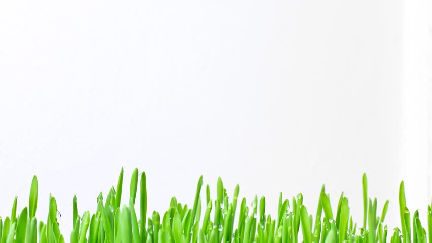 Timelapse - fresh green grass border with raindrops growing
