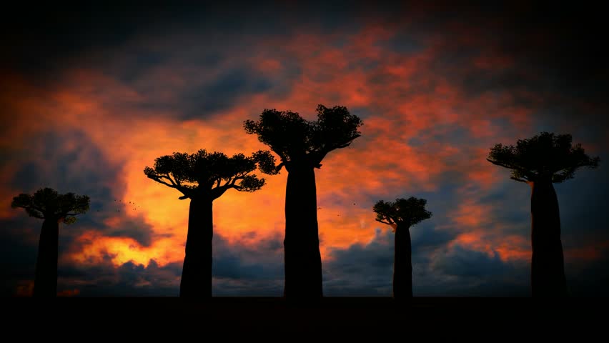 African baobabs