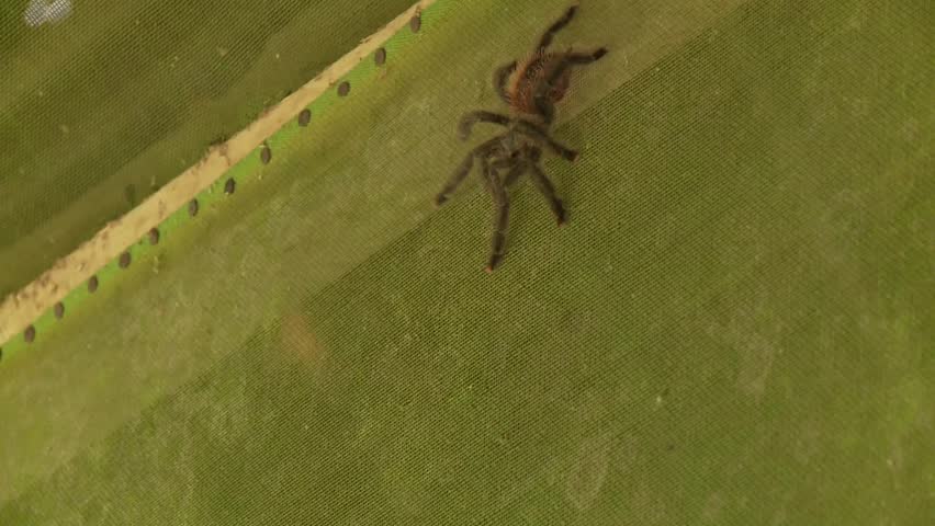 Big Spider In Rainforest, South America