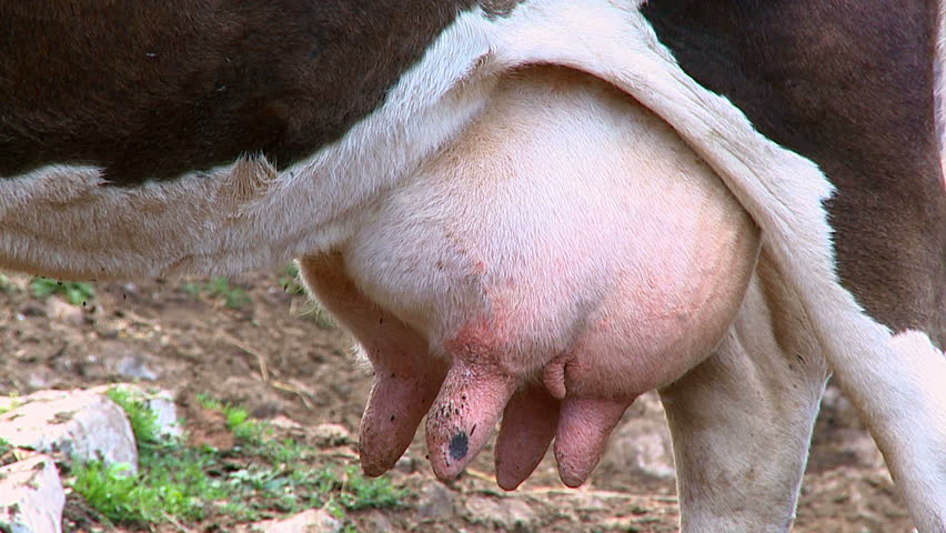 Cow's udder close up