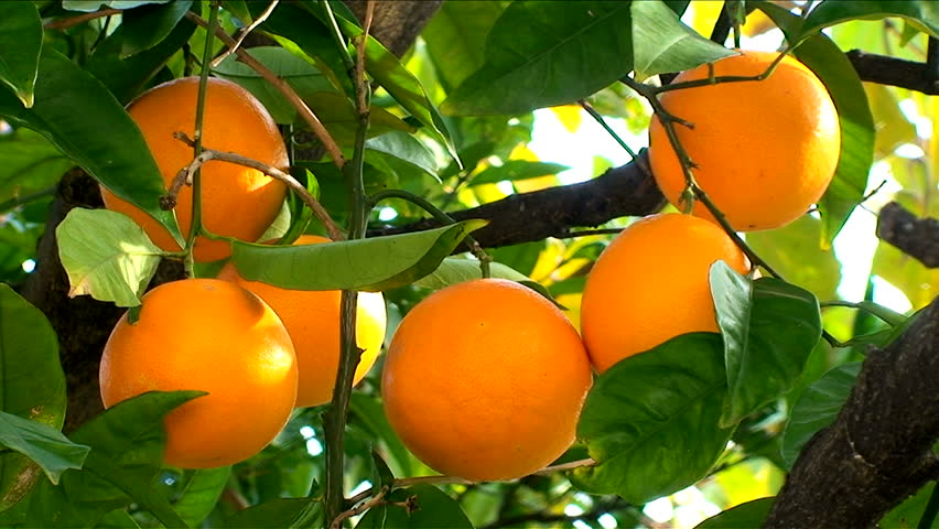 Orange Fruit on a branch