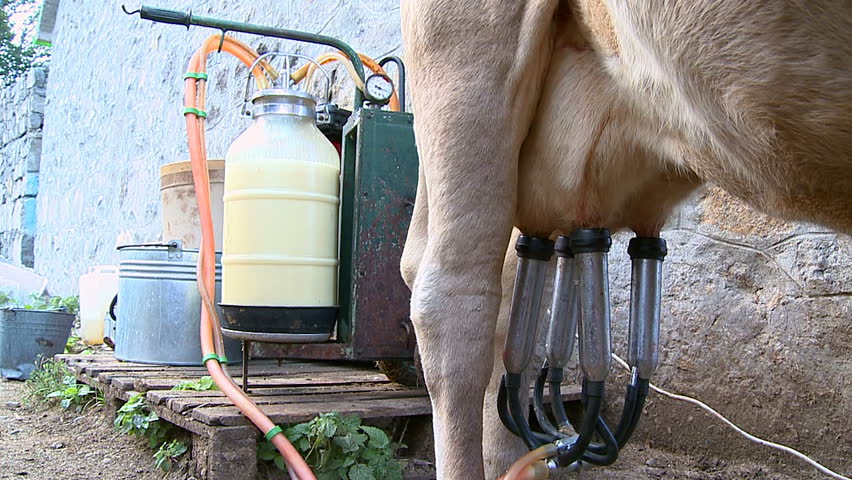 Milking a cow with hands and machines