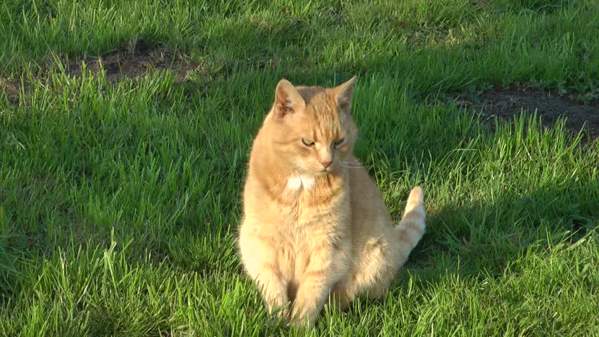 Cat